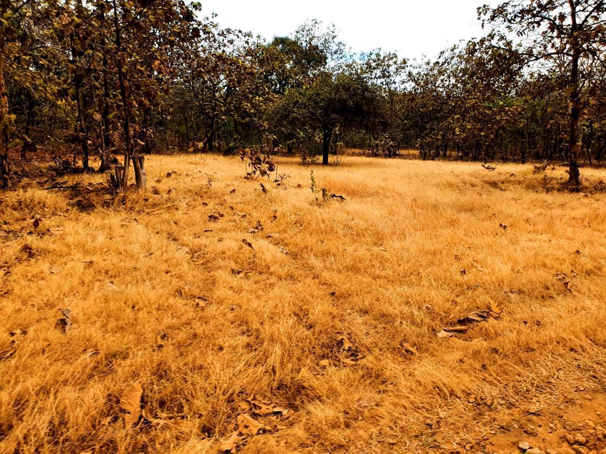 The Wilds Villa Gir Jungle Stay With Swimming Pool Sasan Gir Eksteriør bilde
